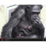 Prirodzená poloha -<br/>dojčenie malého šimpanza