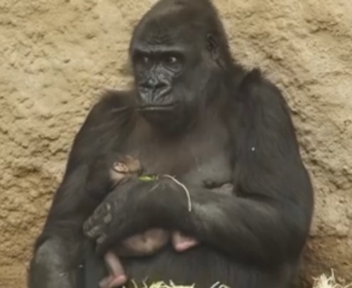 Prirodzená poloha -<br/>dojčenie malého šimpanza